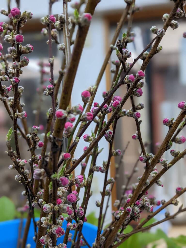 桃の花あります ひな祭り 三重県伊勢市 しんみち商店街の花屋 有限会社 天野園芸