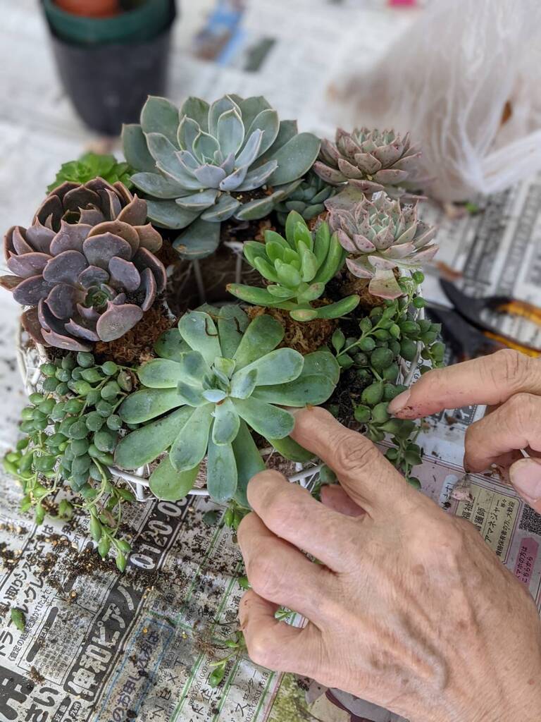 多肉植物のハンギングバスケットリース