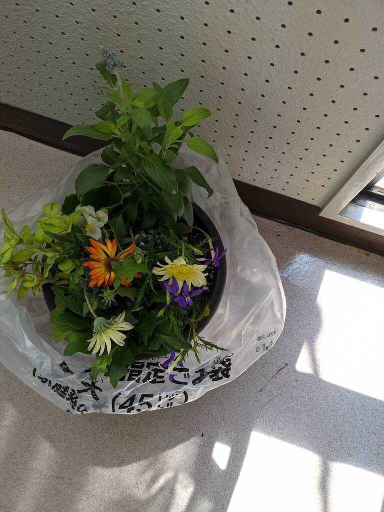 今月の寄植え講座