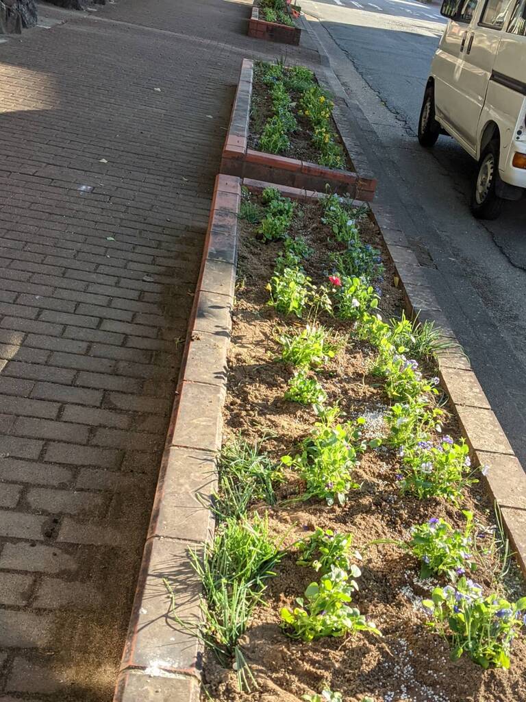 只今、植え替え花＊花の真っ最中!1