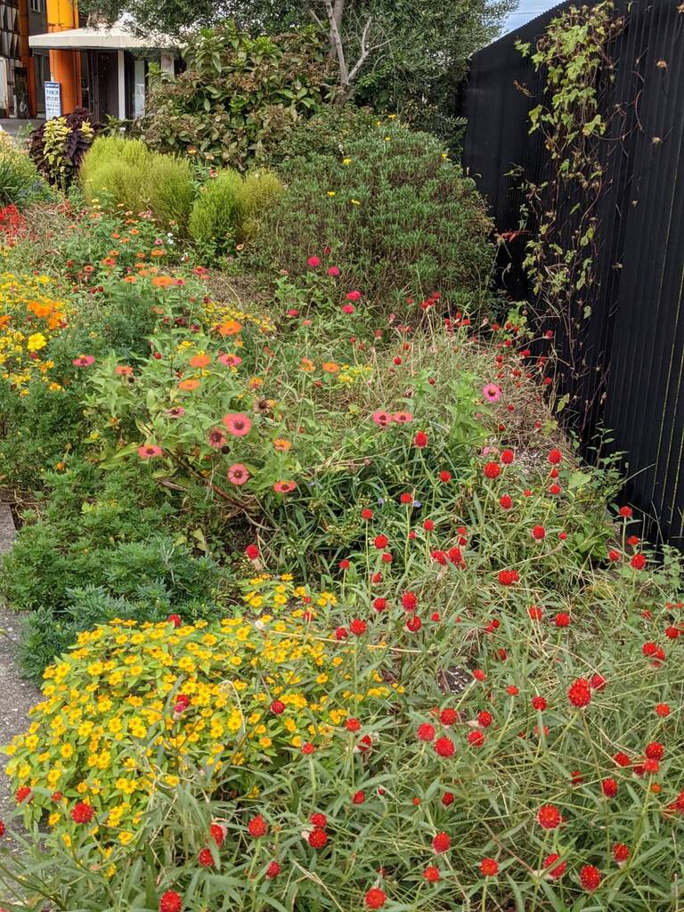 只今、植え替え花＊花の真っ最中!6