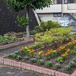 花壇の植え替えが始まりまっています