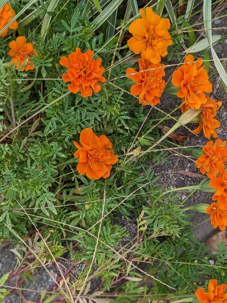 花がら摘み後の花の様子（マリーゴールド）