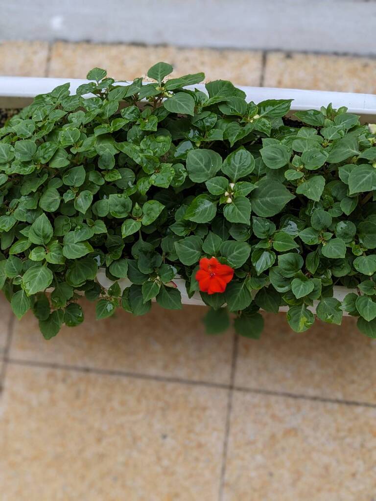 切り戻し後の花の様子（インパチェンス）