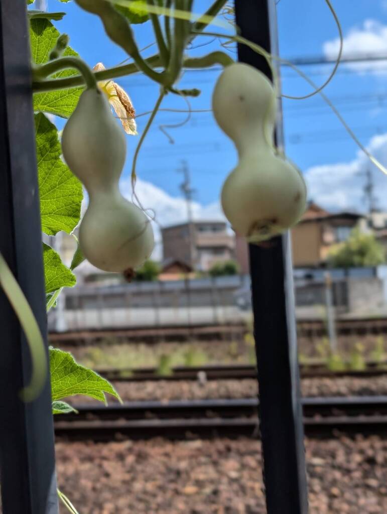 昨年の千成ひょうたん3