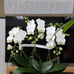退職祝と、四十九日が近い霊前の御供