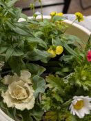 12月師走おめでとう🎉の気持ちを花々に変えて